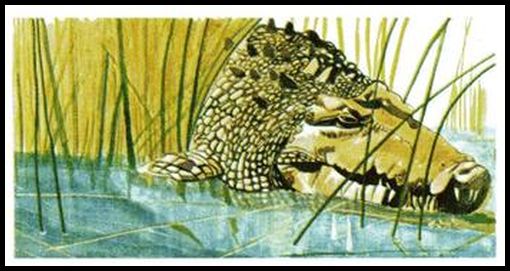 38 Estuarine Crocodile